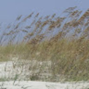 Meet your Posher, Bruce